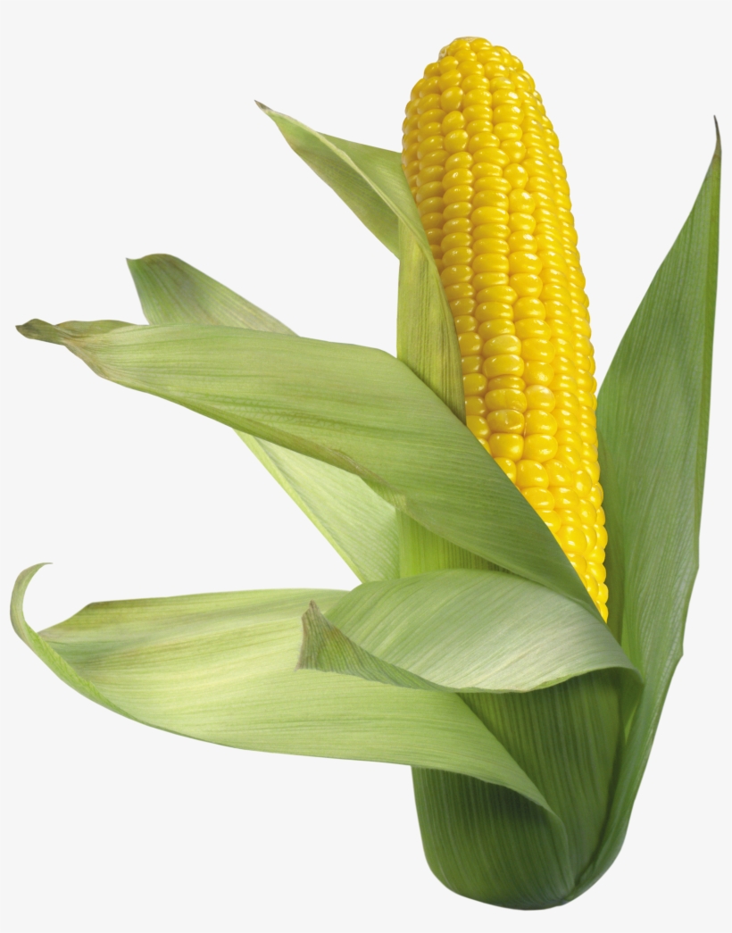 Corn Png Picture - Кукуруза Png, transparent png