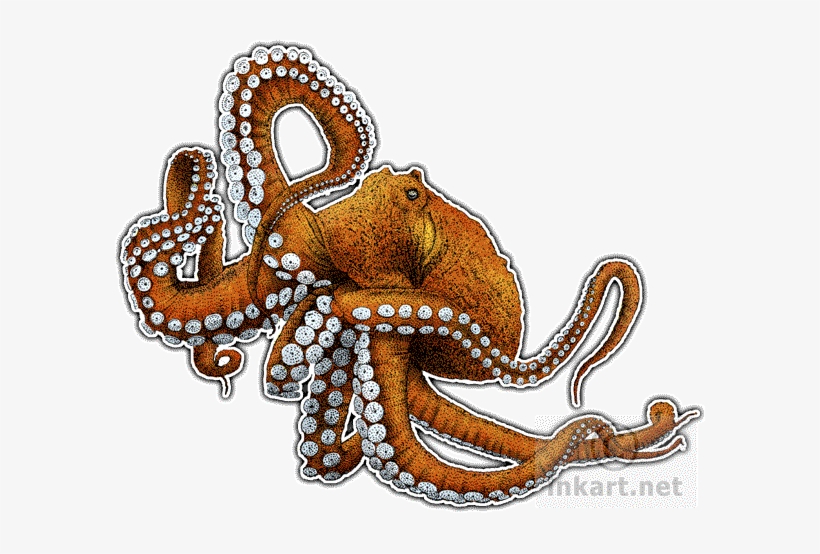 Vector Free Wildlife Art - Giant Pacific Octopus Drawing, transparent png