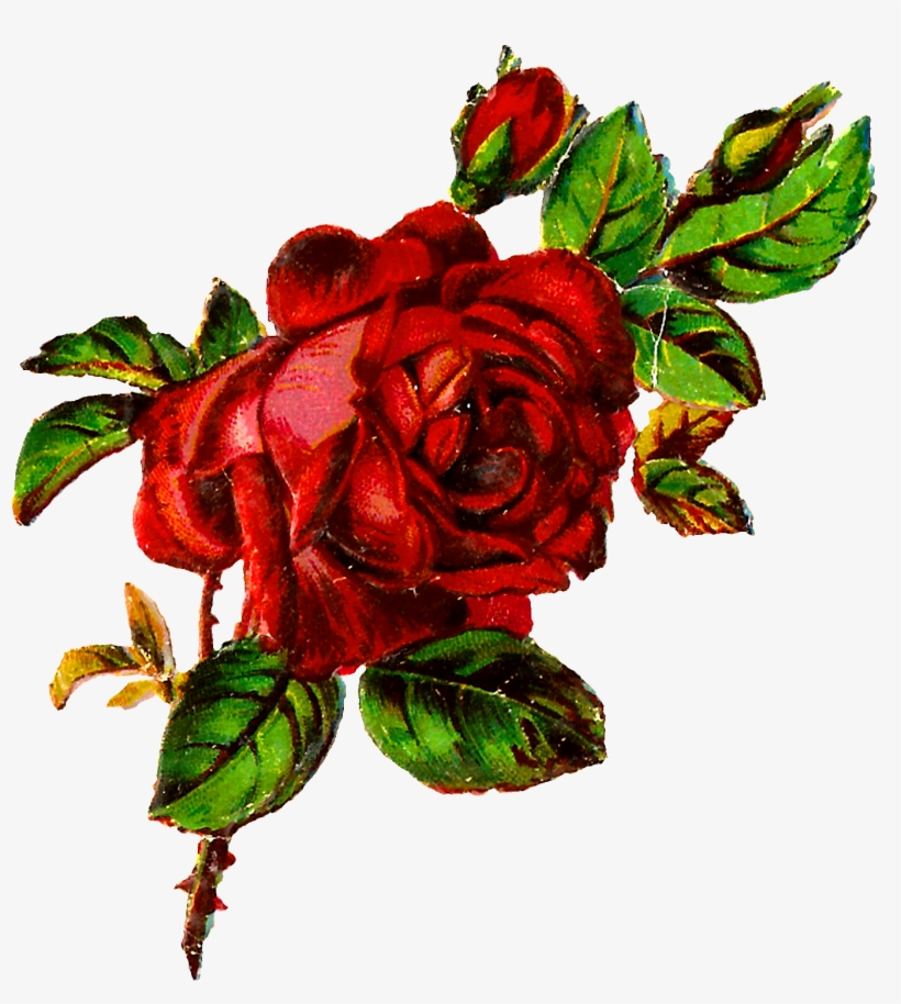 Digital Shabby Rose Image Download - Rose, transparent png