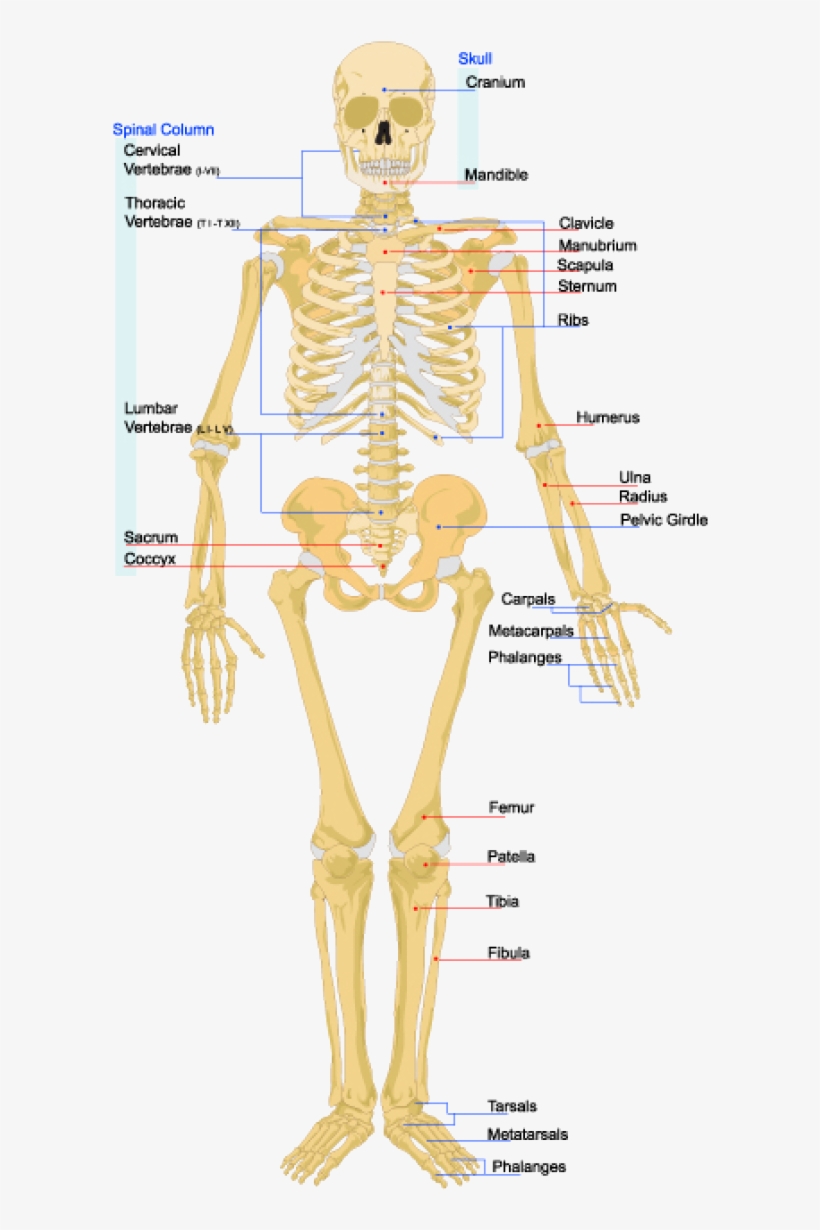 The Skeleton Is The Bone And Cartilage Scaffolding - Figure Of Skeletal System, transparent png