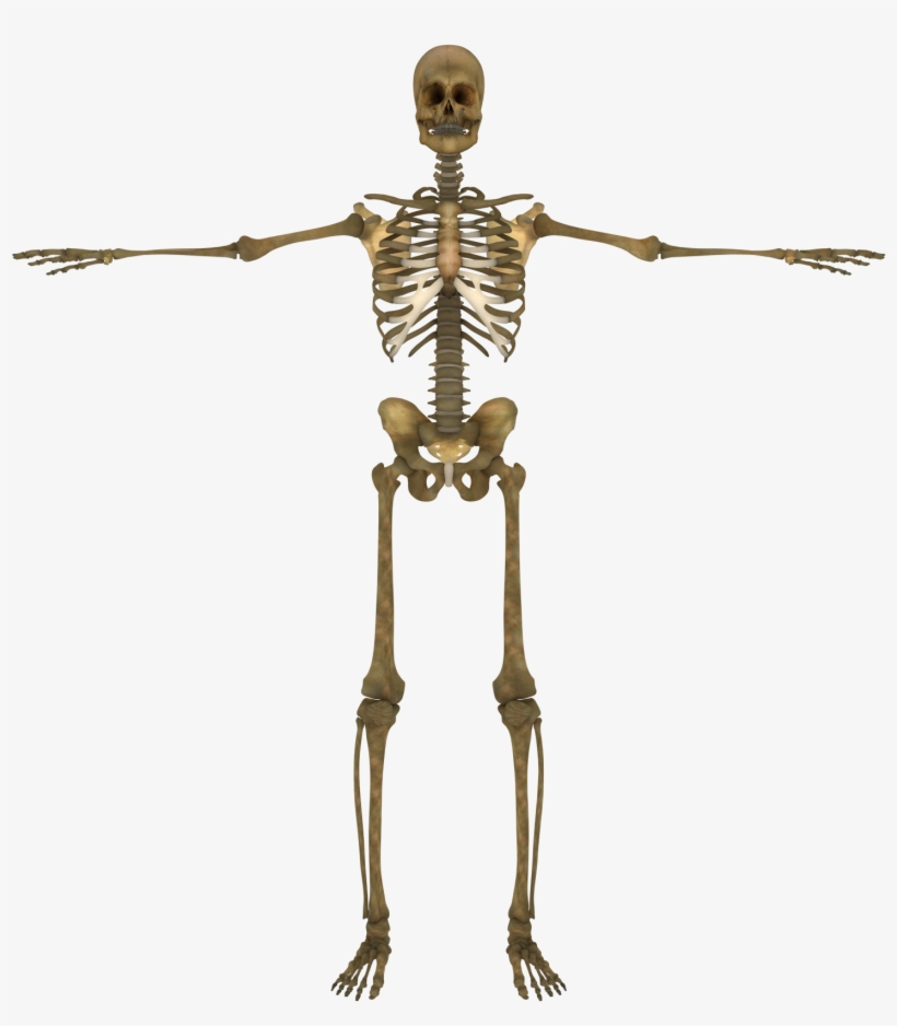 Transparent Background - Skeleton Silhouette, transparent png
