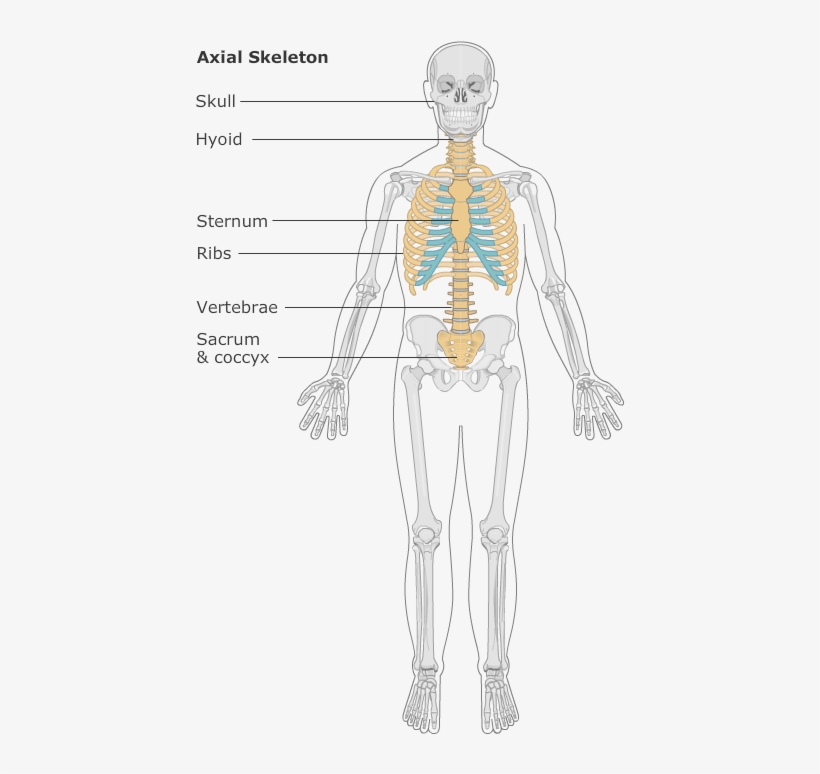 Axial Skeleton By Www - Illustration, transparent png
