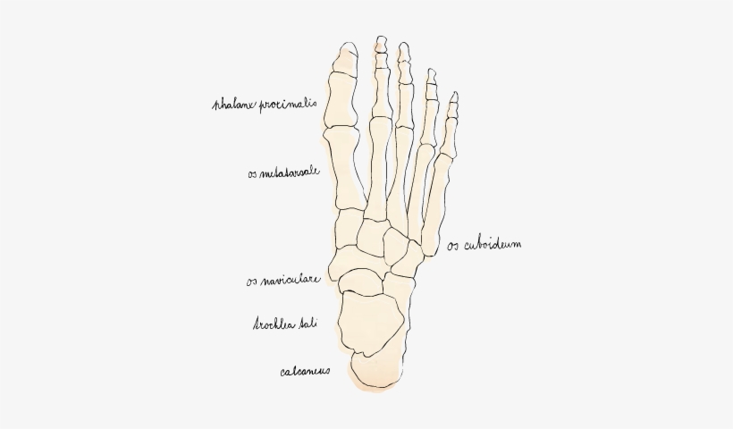 The Skeletal System - Bone, transparent png