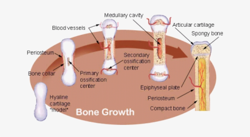 It's Starting To Develop A Backbone, For Starters, - Bone Development, transparent png