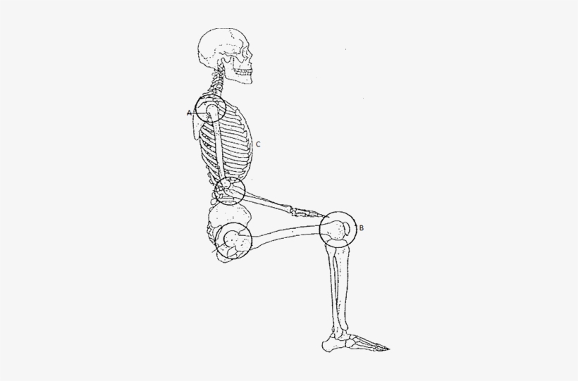 Figure Shows Human Being Skeletal System - Human, transparent png