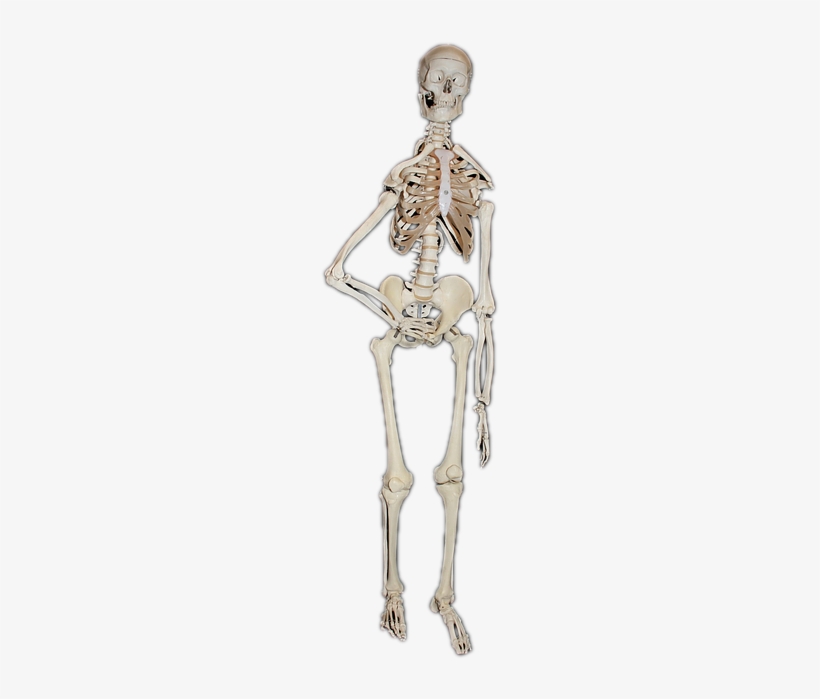 Skeleton, Human, Bone, Skull, Skull And Crossbones - Bone, transparent png