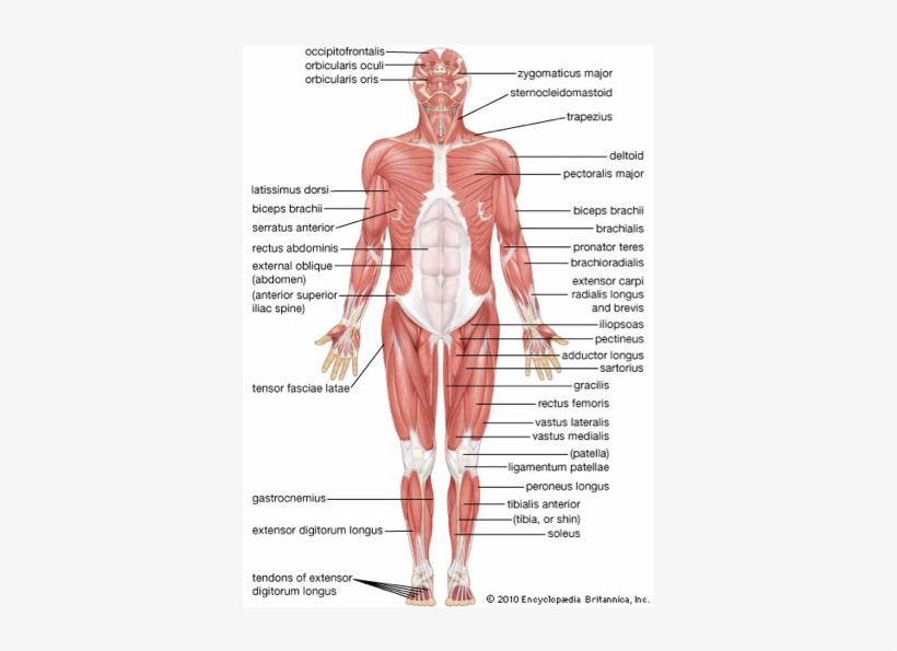 Skeletal System By Lucas Krish And Davin - Human Skeletal Muscular System, transparent png