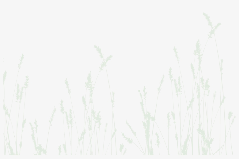 Grass Purple Bar - Stickers Muraux Nature : Epis De Blé, transparent png