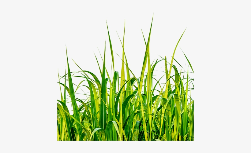 The Ajinomoto Difference - Graphic Designer, transparent png