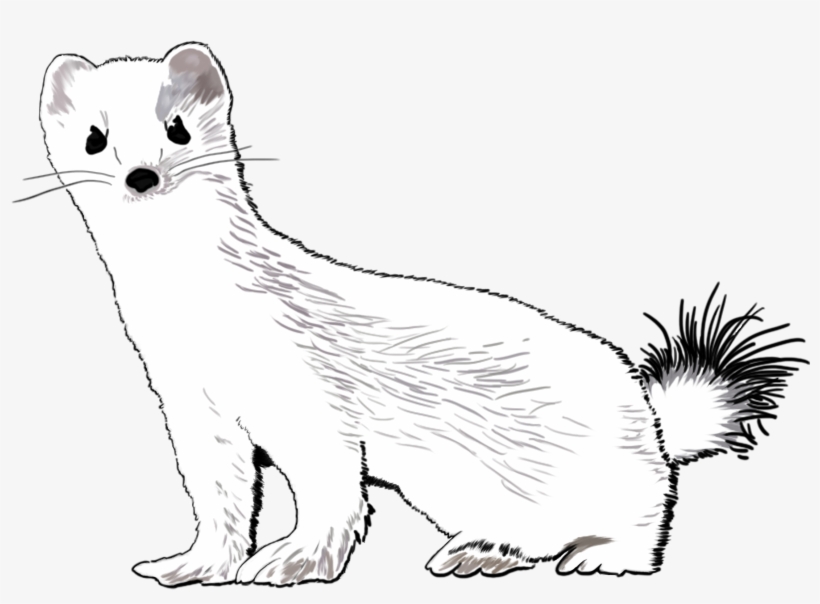 Ermine - Weasels, transparent png