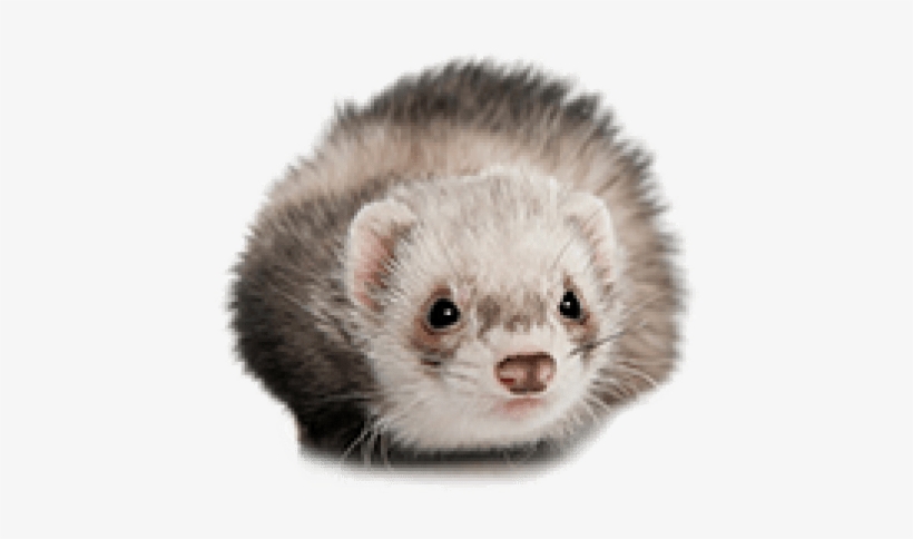 Free Png Ferret Png Images Transparent - Ferret, transparent png