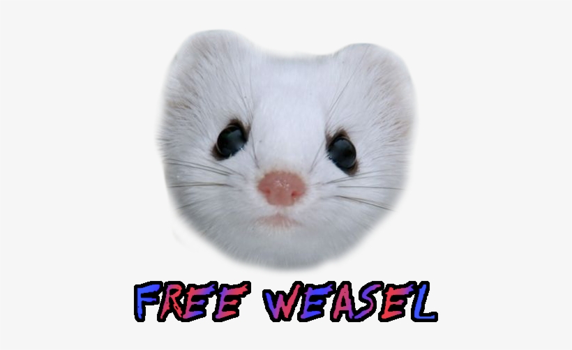 Free Weasel, transparent png