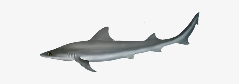 Australian Weasel Shark, transparent png