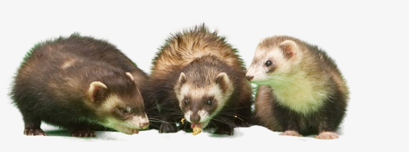 Post 21552 0 59356800 1499777344 Thumb, transparent png