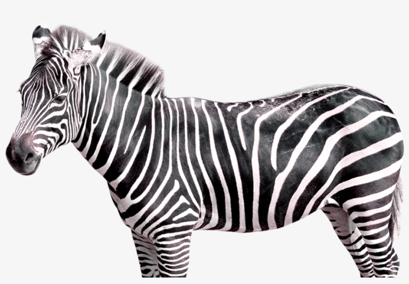 Plains Zebra - Photography Backdrops Vinyl Studio Props Photo Background, transparent png