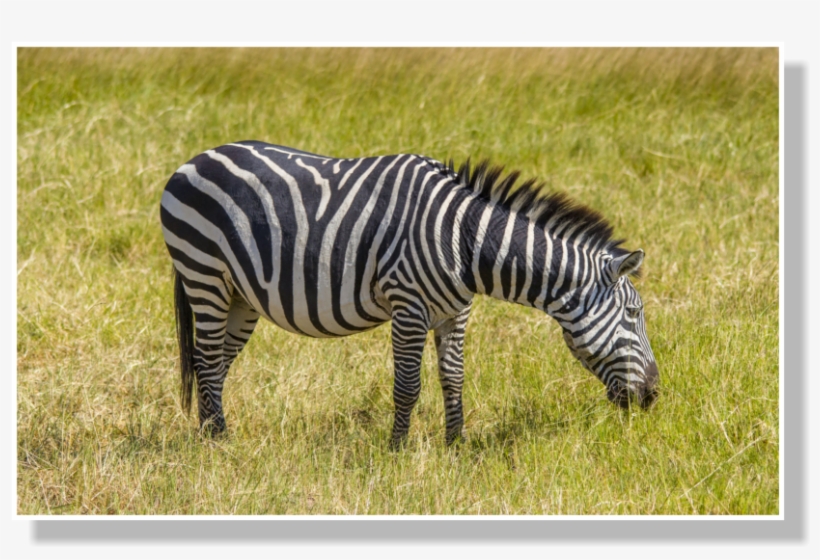 This Would Create Convection Currents Around The Zebra - Zebra, transparent png