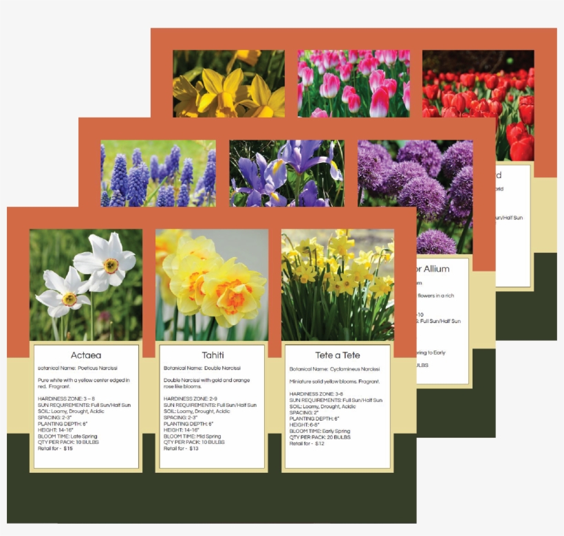 Fall 2018 Catalog Png - Atemberaubende Weiße Jonquil Blumen Danken Ihnen Karte, transparent png