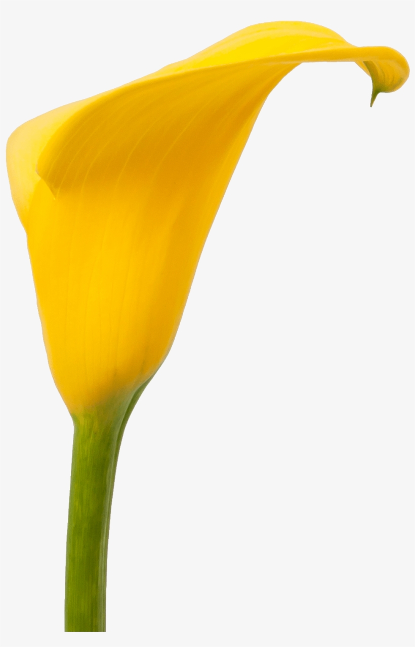 Calla Florex Gold - Giant White Arum Lily, transparent png