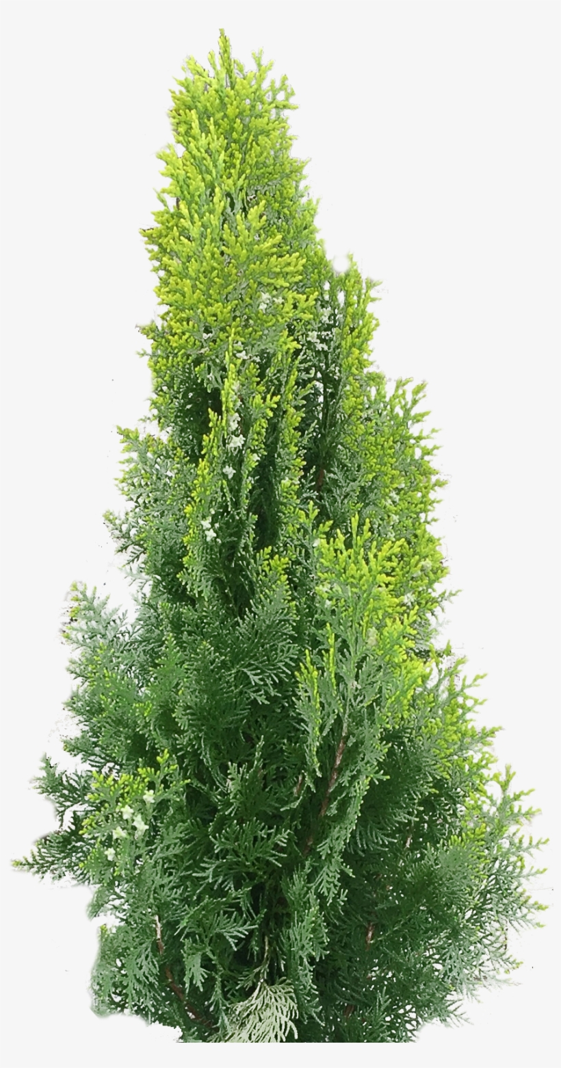 Natural Luxury At Affordable Prices - Red Wagon Nursery, Llc, transparent png