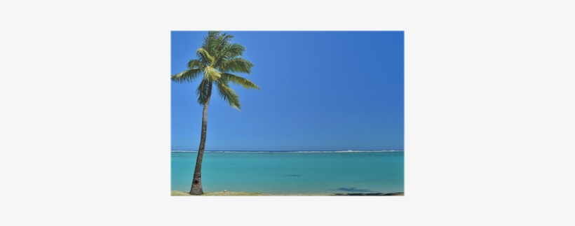 Attalea Speciosa, transparent png