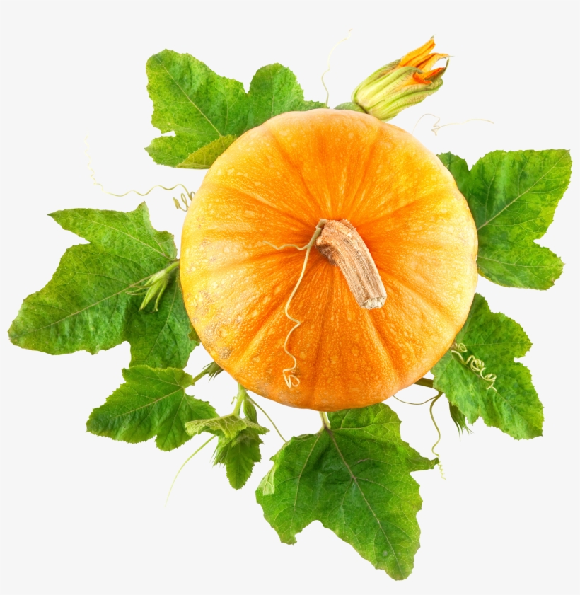 Pumpkin Top View Transparent Background, transparent png