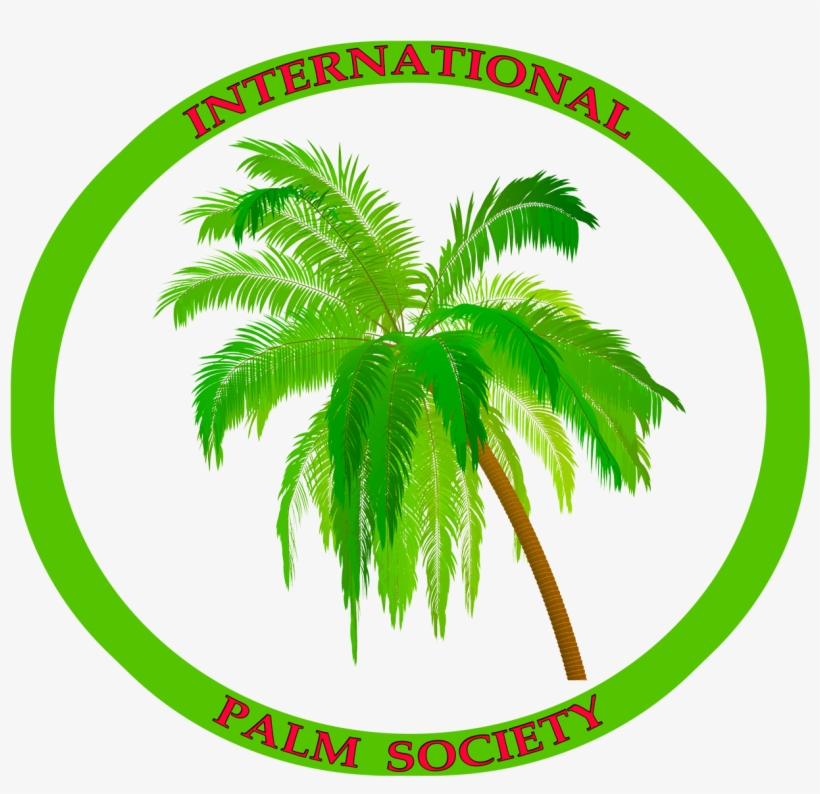 Coconut, transparent png