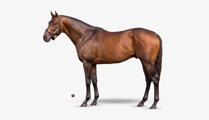 Commissioner - Teofilo Horse, transparent png