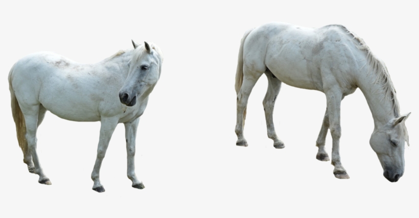 Horse Png Image Background Png Arts - Horse, transparent png