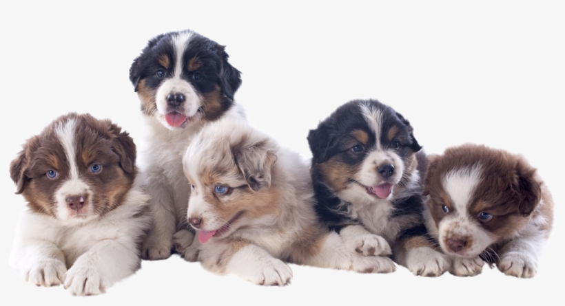 Thank You For Your Interest In Bold Legend's Miniature - Australian Shepherd Puppy Png, transparent png