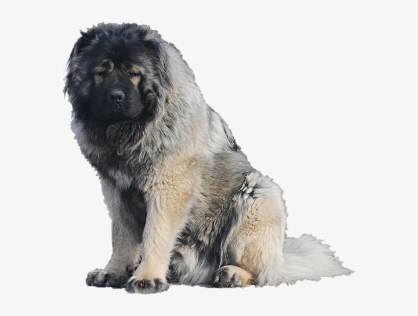 Caucasian Shepherd Dog Transparent, transparent png