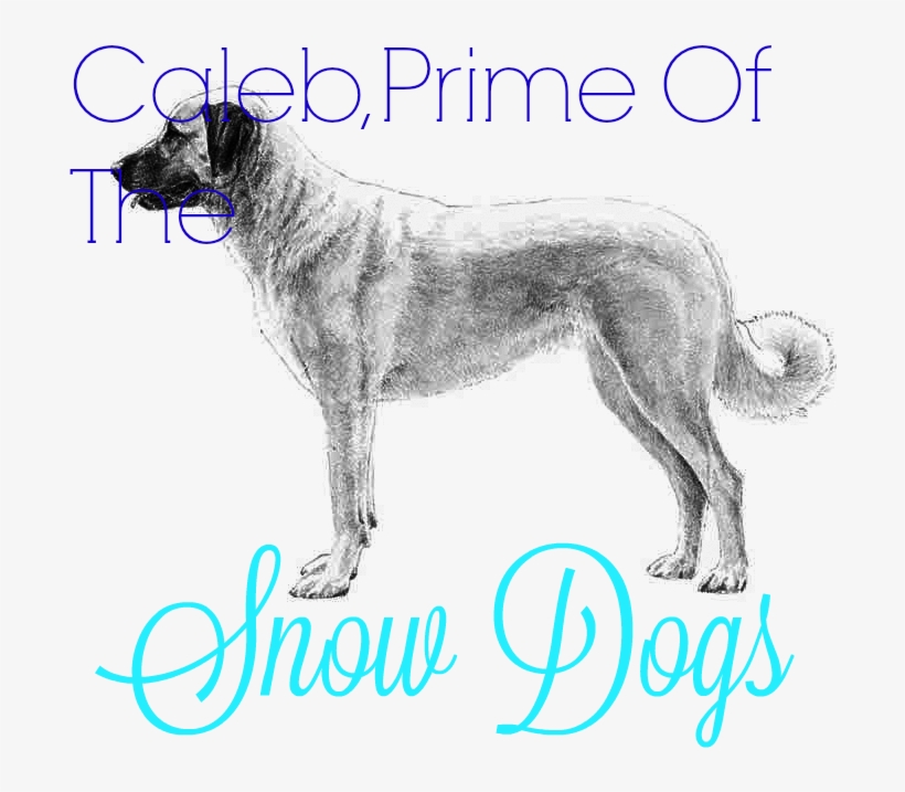 Anatolian Shepherd - Design With Vinyl Sweet Dreams Wall Decal, transparent png