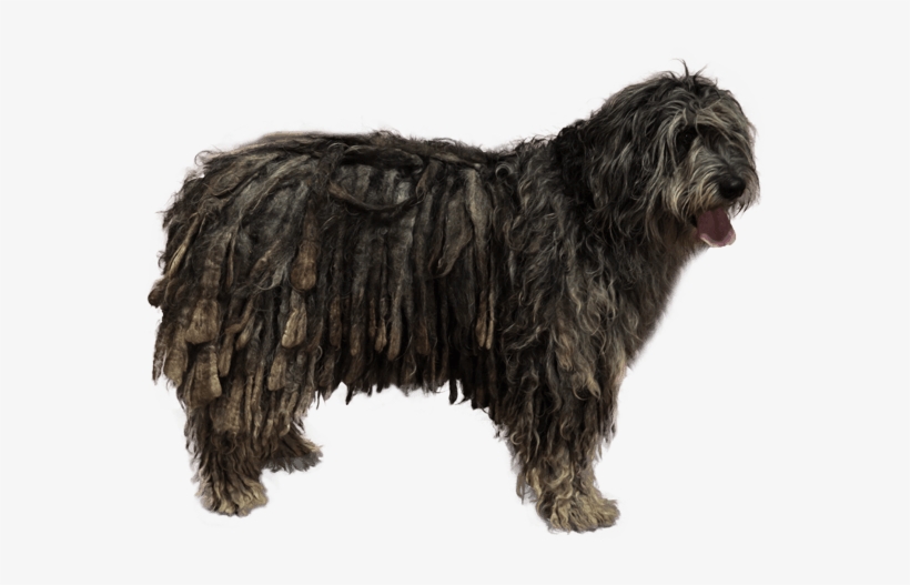 Appearance Of Bergamasco Shepherd - Bergamasco Shepherd, transparent png
