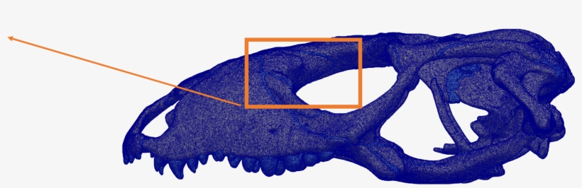 Why Is It Important To Understand How Skulls Deal With - Chesapeake Blue Crab, transparent png