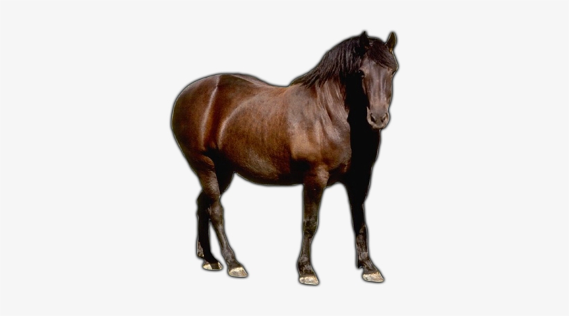 Farm Animals Png Download - Farm Animals Images Horse, transparent png