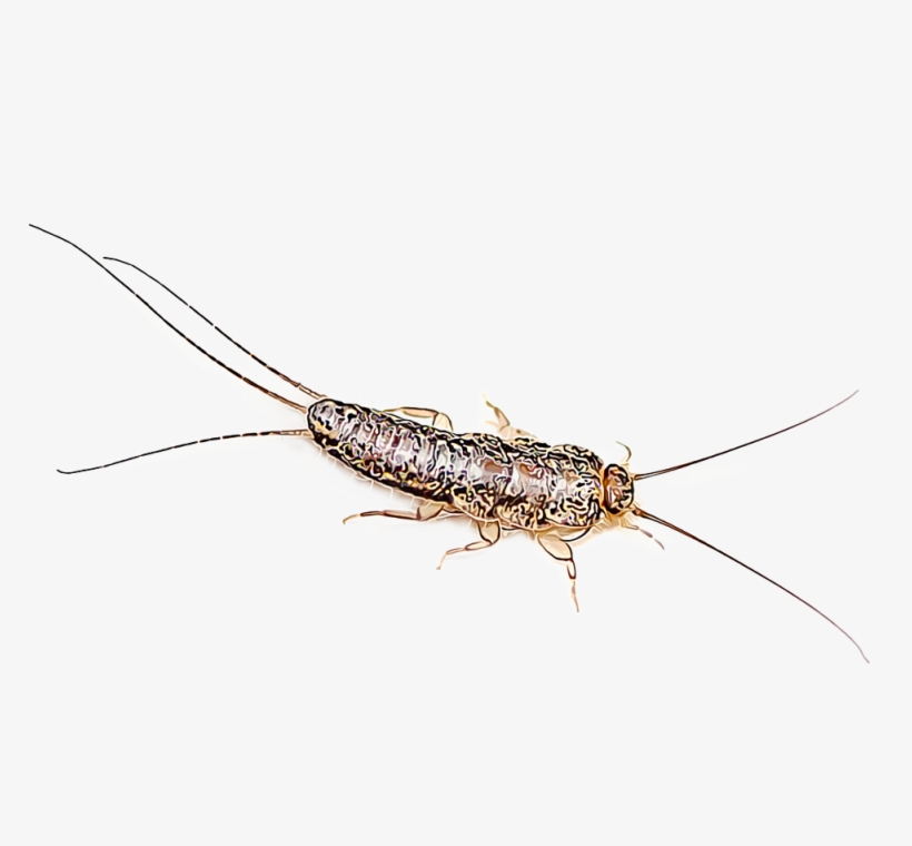 Identify And Control Silverfish Gardentech Png Adult - Silverfish, transparent png