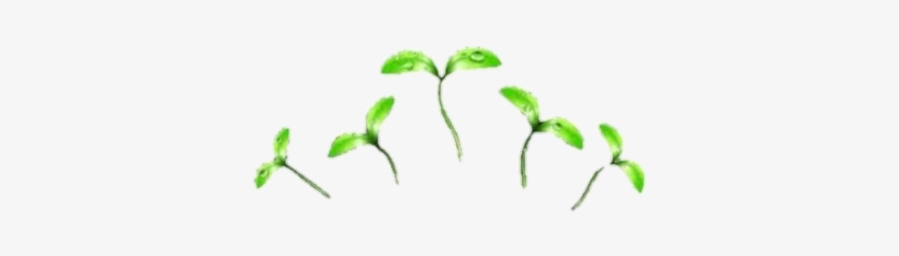 Plants Sticker - Overlays Mochi, transparent png