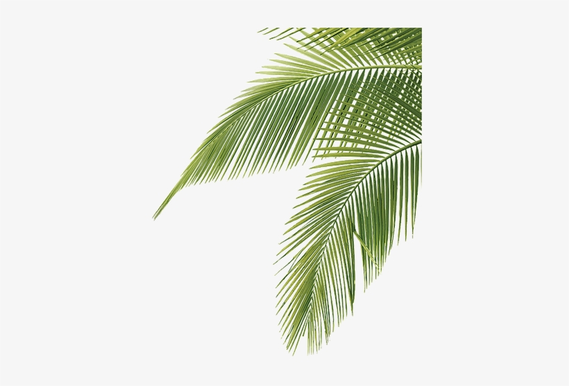 Palm Tree Leaves Png, transparent png