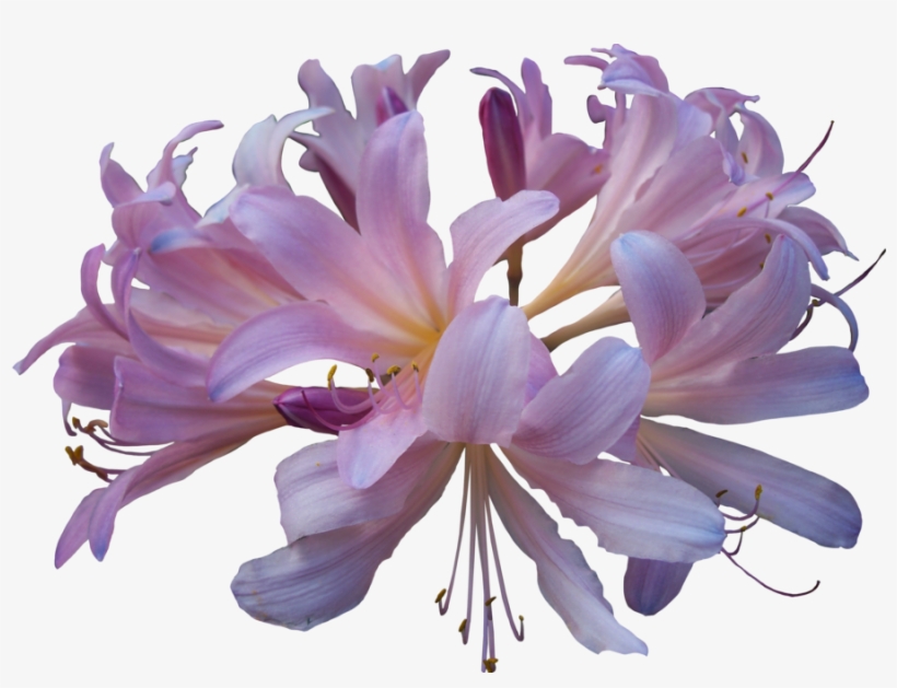 Lily Png Hd, transparent png