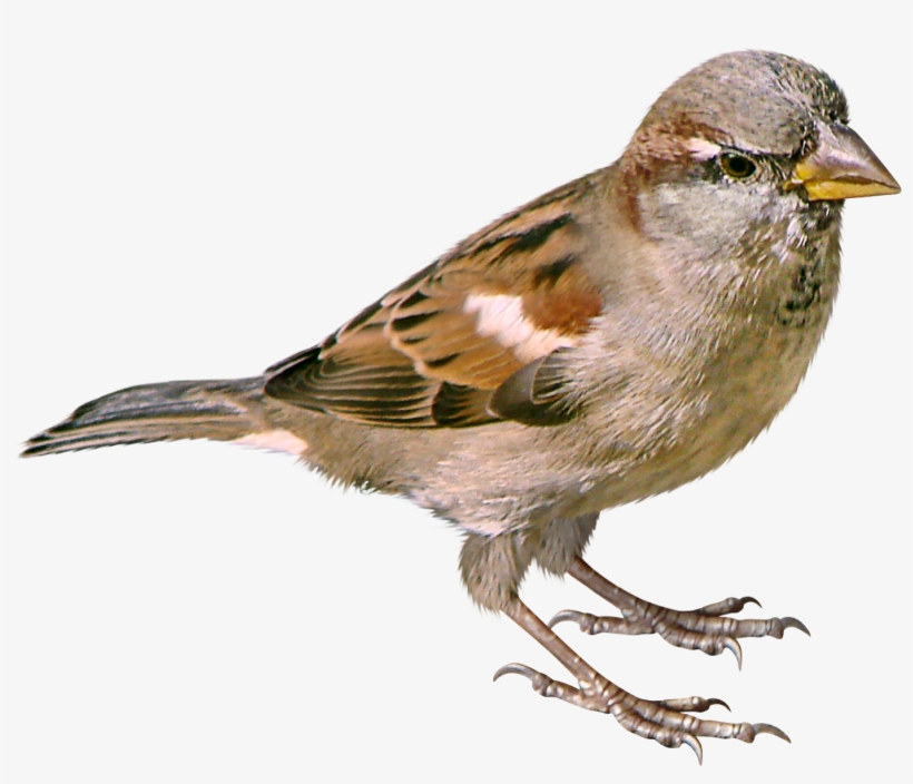 Sparrow Png, transparent png
