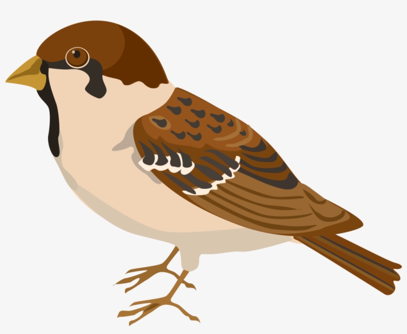 Sparrow Png Clipart - Pipit Clipart, transparent png