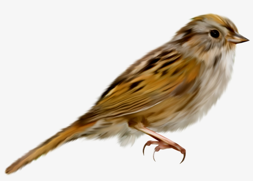 Sparrow Png, transparent png