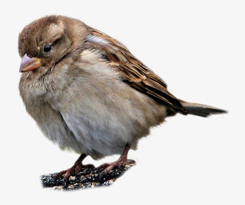 Best Free Sparrow Transparent Png File - Sparrow Png, transparent png