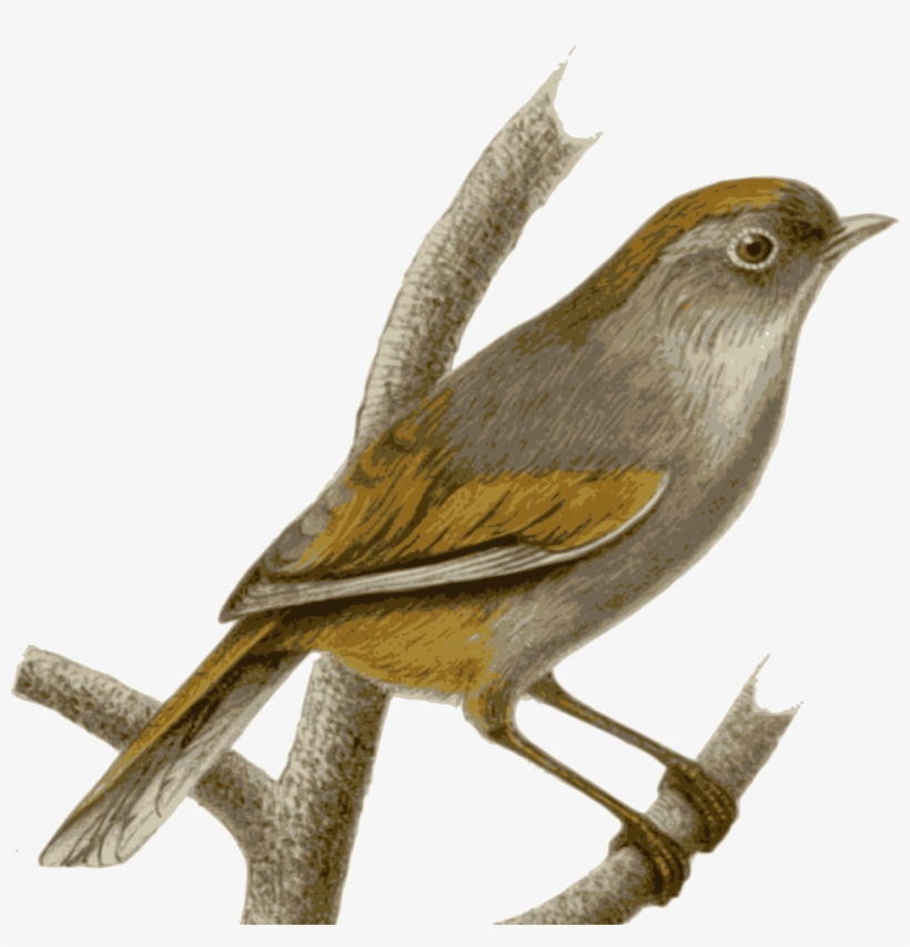 Sparrow Png Hd - Transparent Nightingale Bird Clipart, transparent png