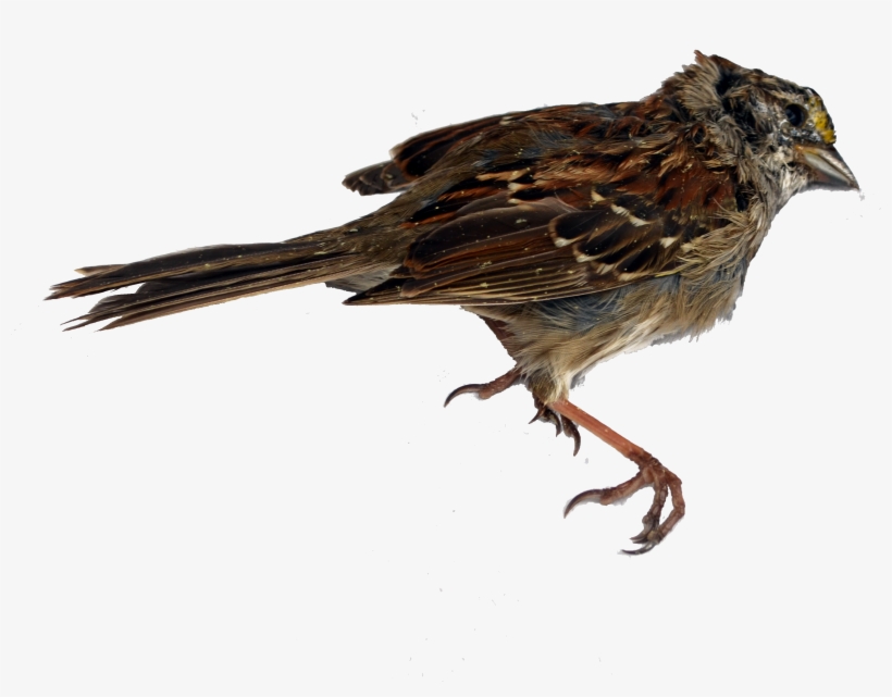 Sparrow Png Transparent Images - Beak, transparent png