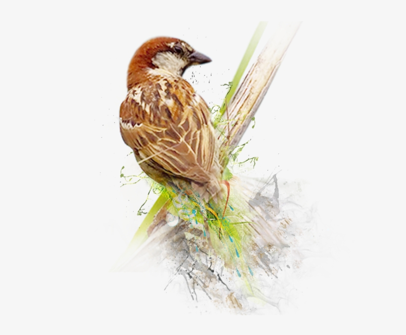 Sparrow Png Image - World Sparrow Day Png, transparent png