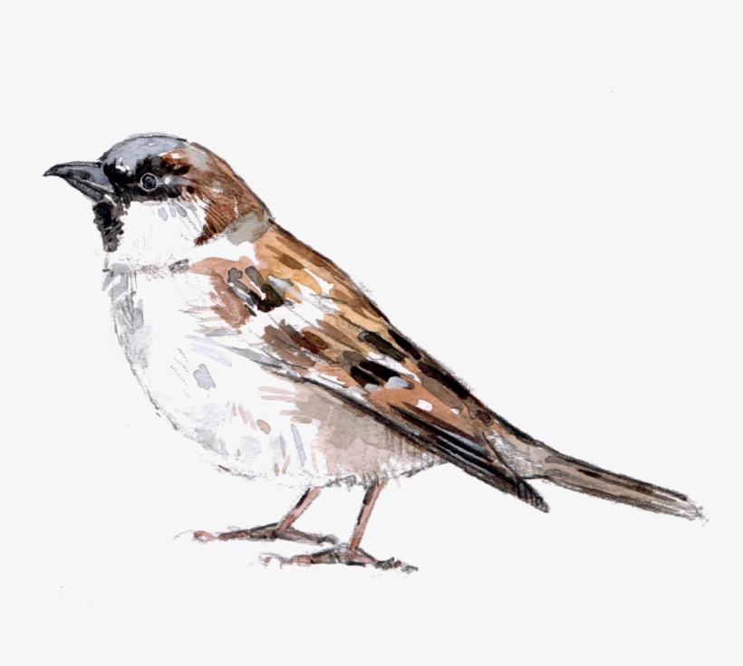 Sparrow Png Download Image - House Sparrow, transparent png