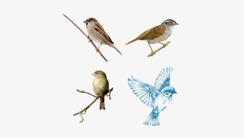 Bird Drawings, transparent png