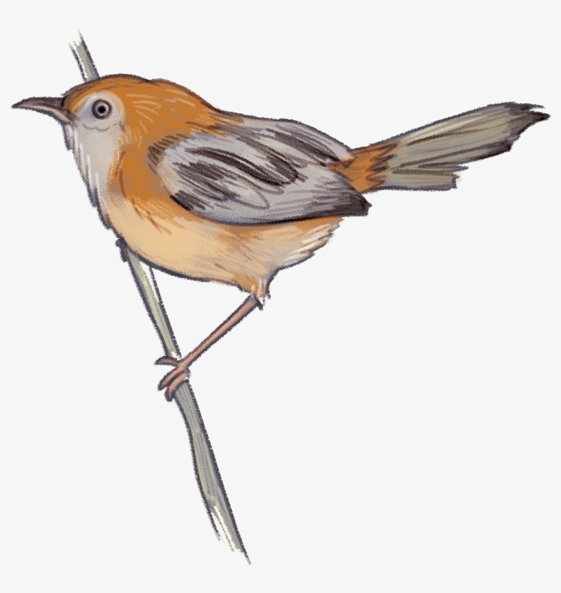 House Sparrow Clipart - Little Grassbird, transparent png