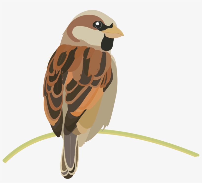 Finch, transparent png