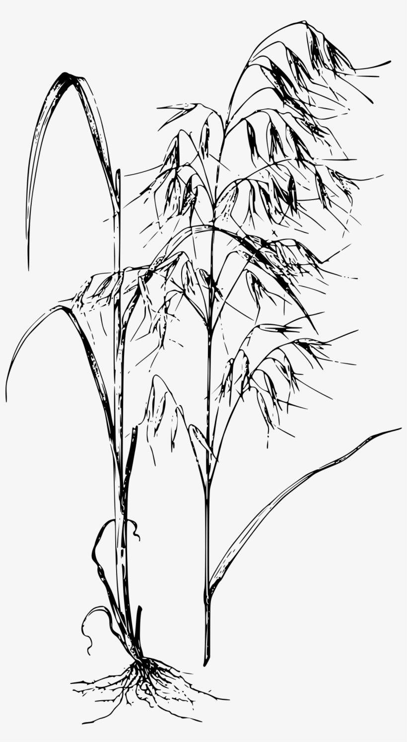 This Free Icons Png Design Of Avena Sativa, transparent png